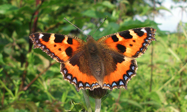 A butterfly