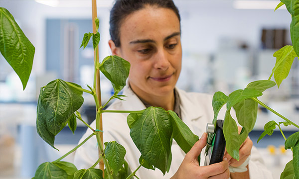 At work in a plant biology laboratory