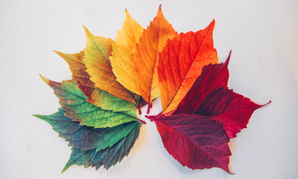 Leaves fan image