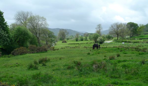 Horses in a field