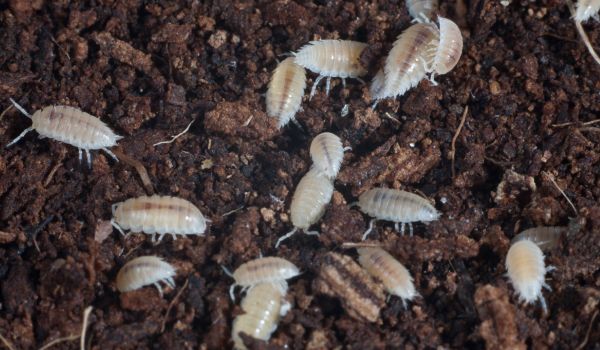 Woodlice