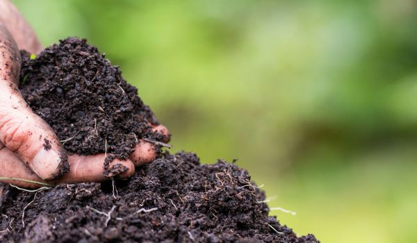 A person with soil in their hand