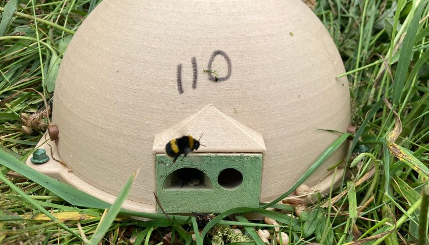 A bumblebee flies outside a BeeBox