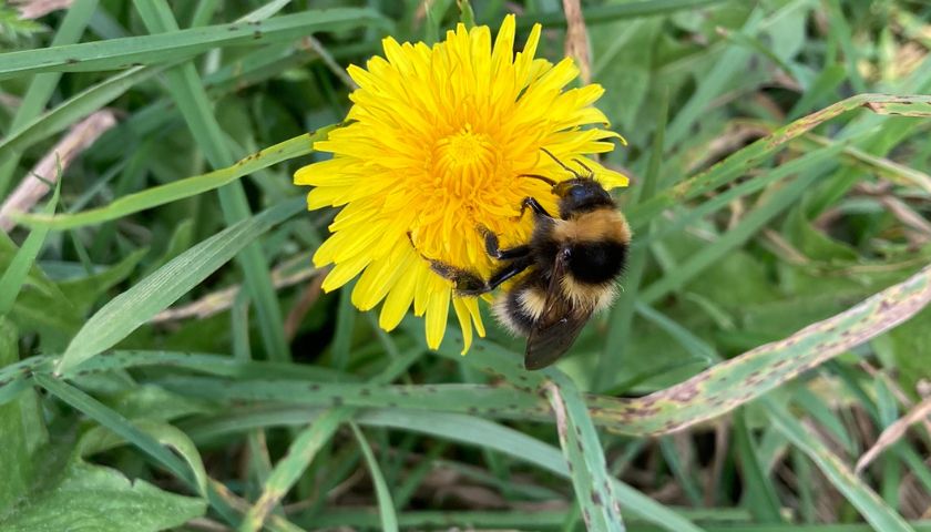 A bee feeds on a rough hawkbit flower