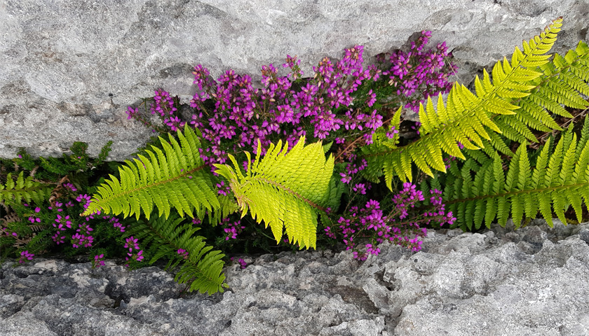 Flowers in a limestone pavement