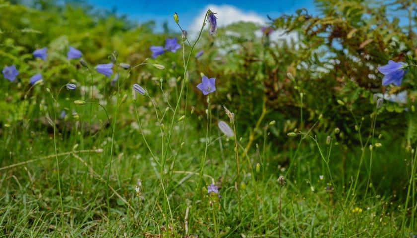 Harebells