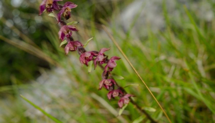 Broad-leaved Helleborine&nbsp;