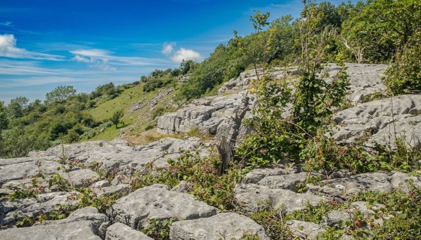 Shrubs on a pavement