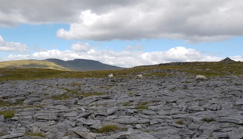 Sheep grazing on a limestone pavement