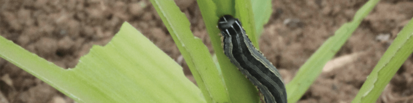 An armyworm on a leaf