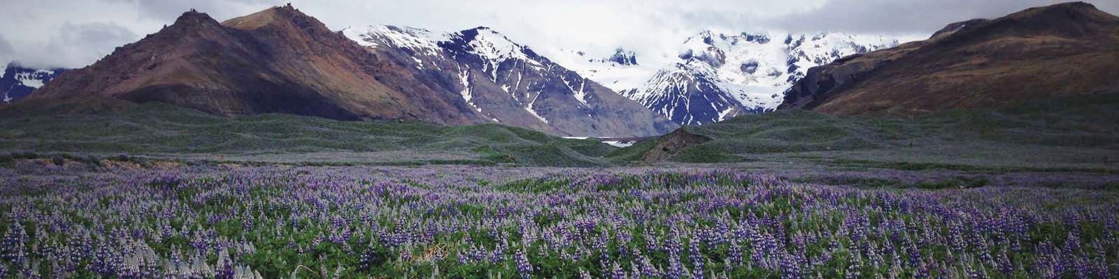 Snow-capped mountains behind a field of lavendar