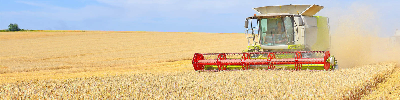 A combine harvester gathering grain