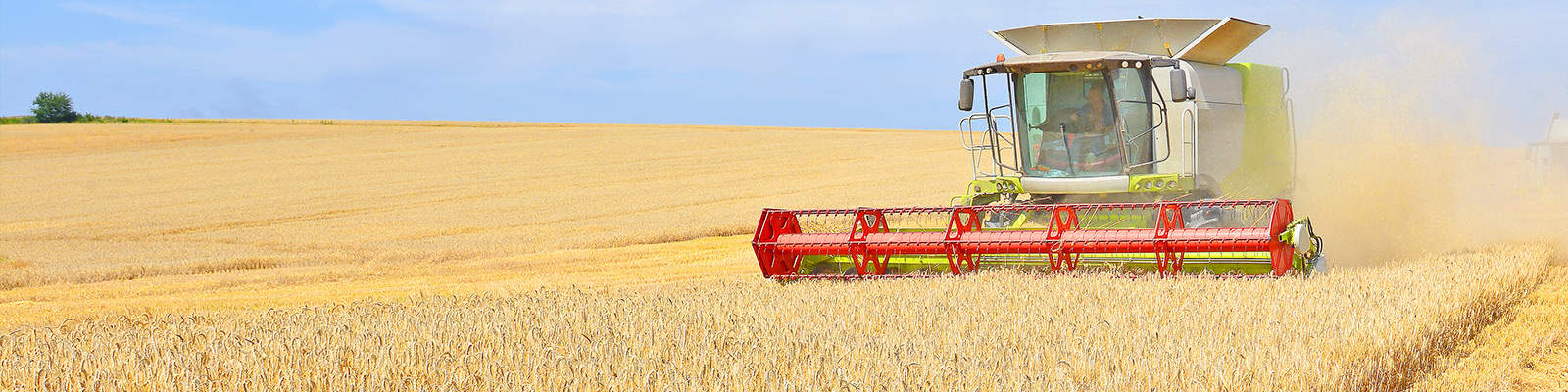 A combine harvester in a wheat field