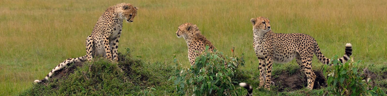 Three cheetahs standing in long grass