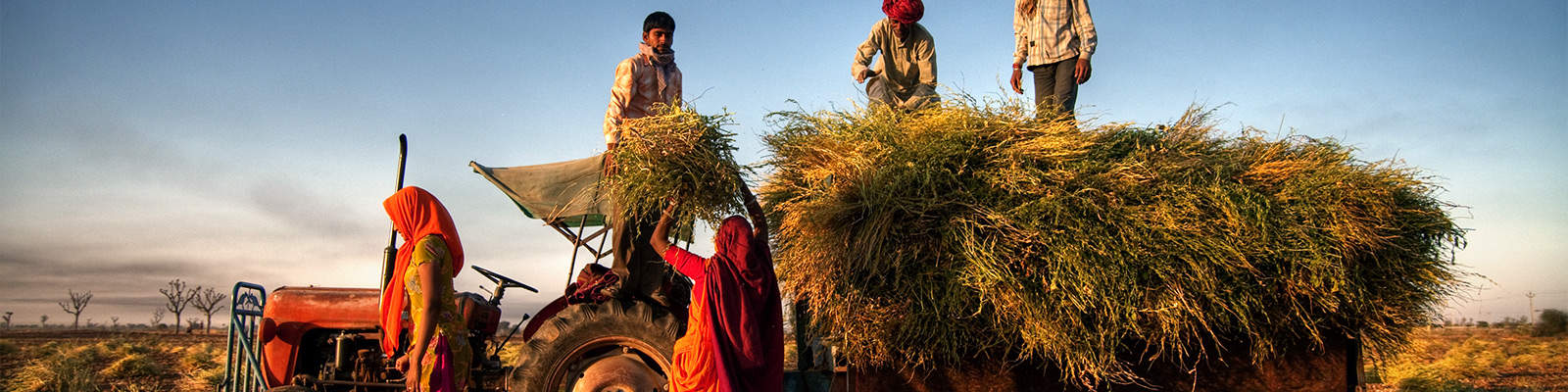 People load crops onto a trailer behind a tractor