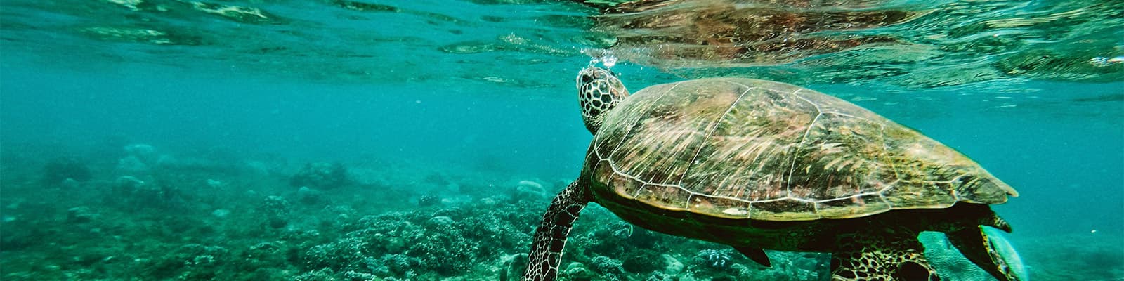 A turtle swims over a reef