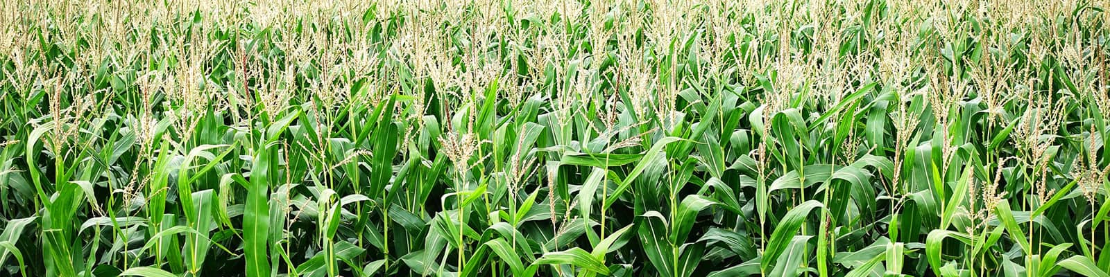 A field of maize