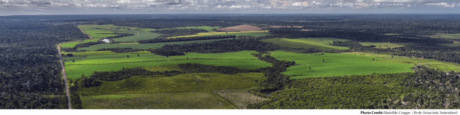 The Amazon rainforest