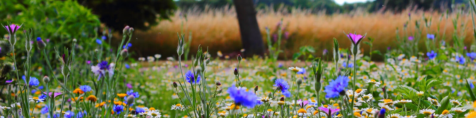 A meadow