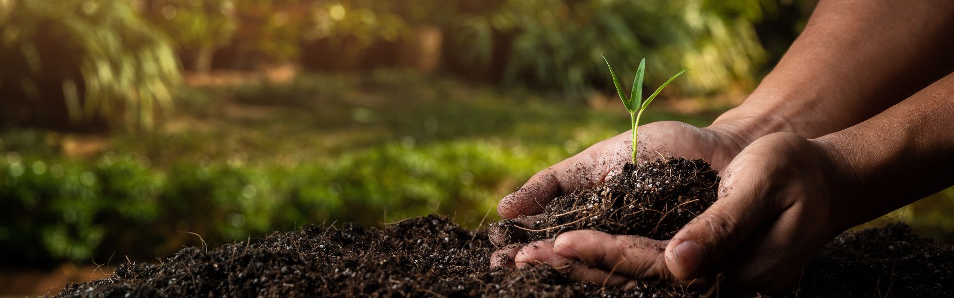 A person golding soil in their hands