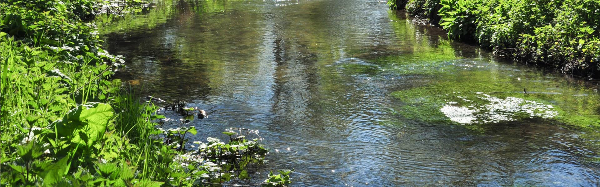 A riverbank
