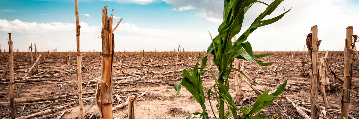 Crops suffering from drought