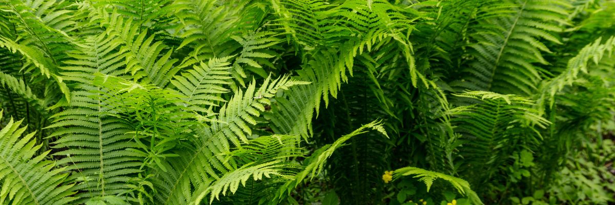 Ferns