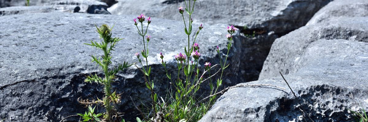 Plants growing in a limestone pavement