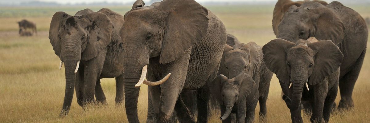 A herd of elephants