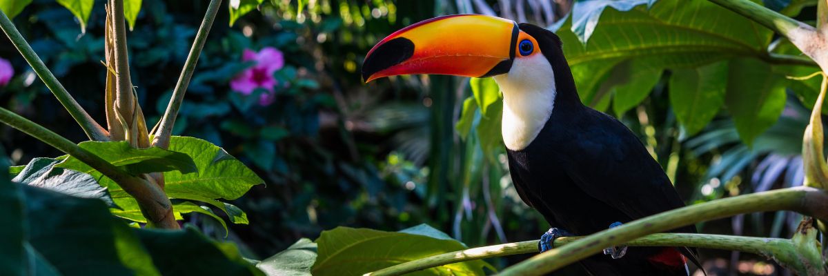 A toucan in a rainforest