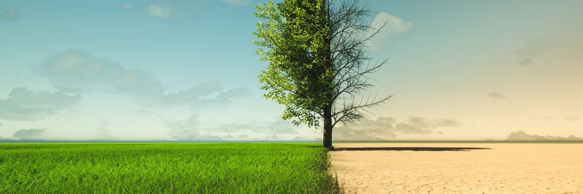 A tree half in drought and half in lush vegetation