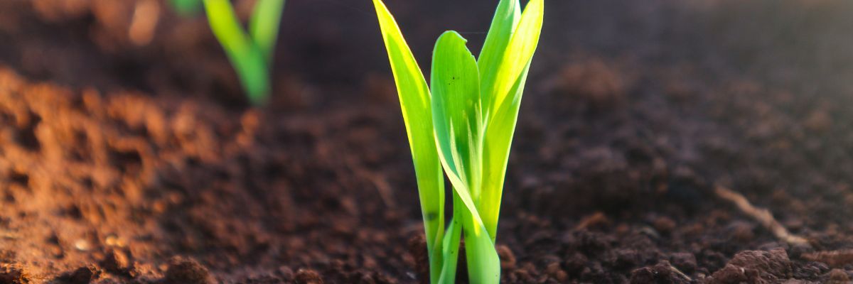 A plant growing in soil