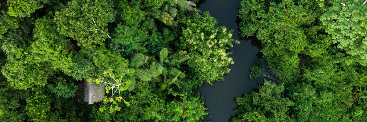 A river running through the Amazon