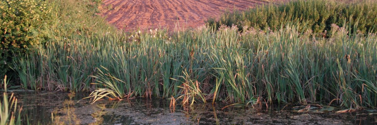 A ploughed field at the edge of a river