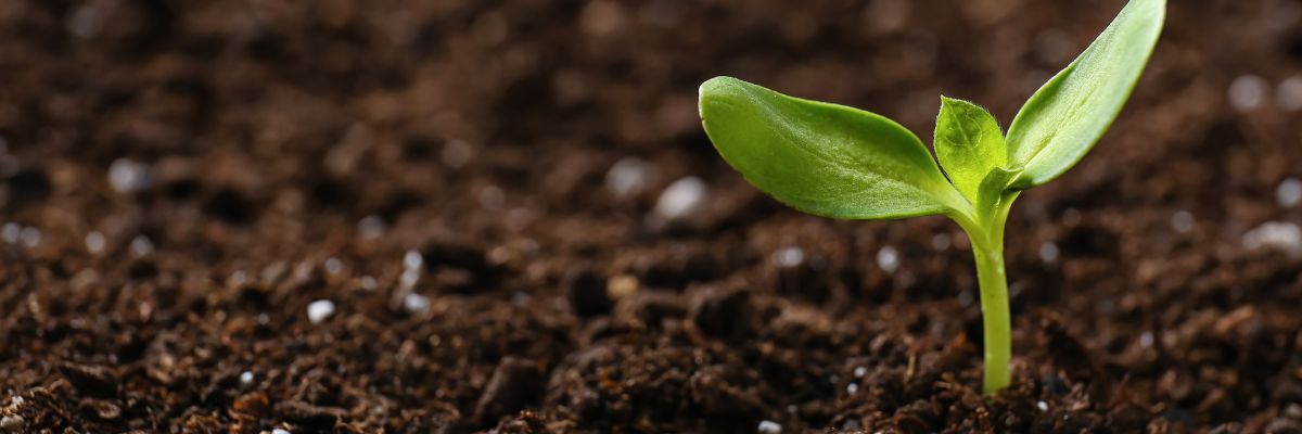 A plant growing in soil