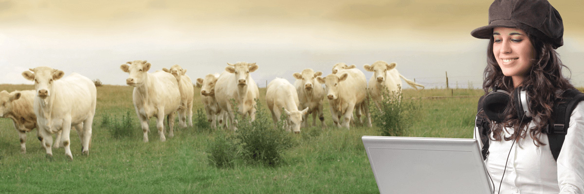 A woman sat on a laptop ina field of cows