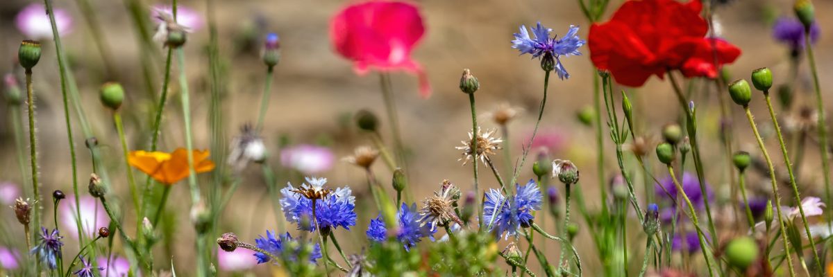 A field of wildflowers