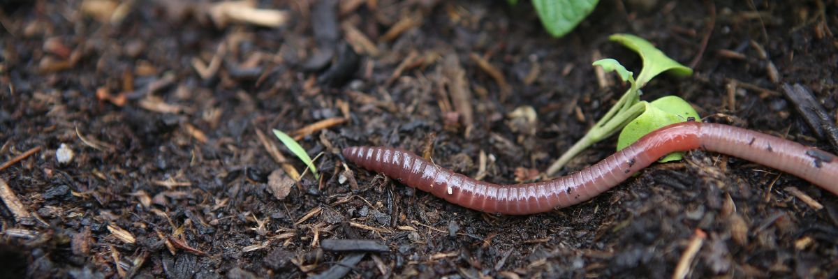 A worm in soil