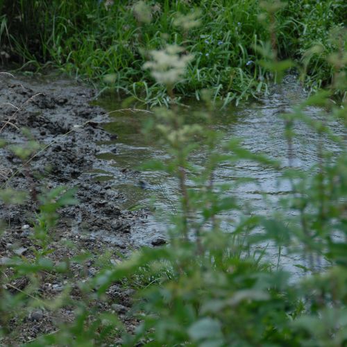 Muddy grass