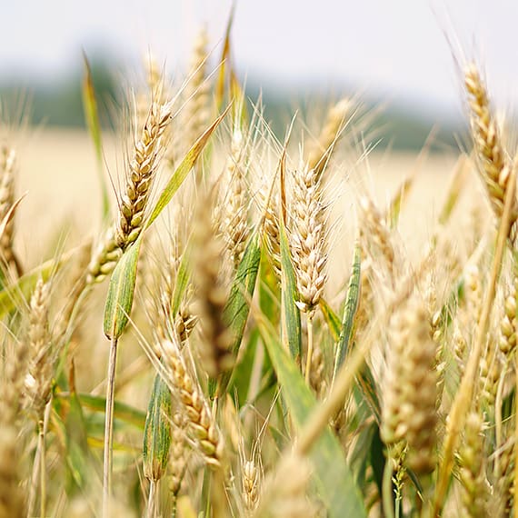 Wheat growing in a field