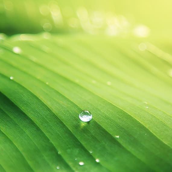 Raindrops on a leaf