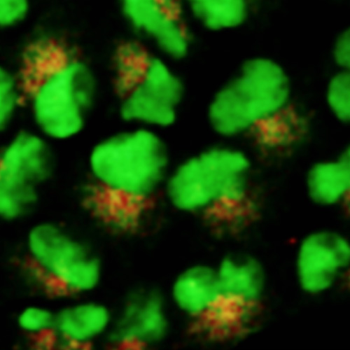 Microscope image of cells