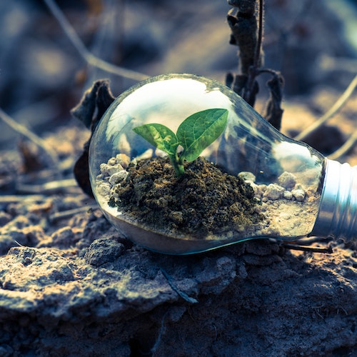 A lightbulb with a plant growing inside of it