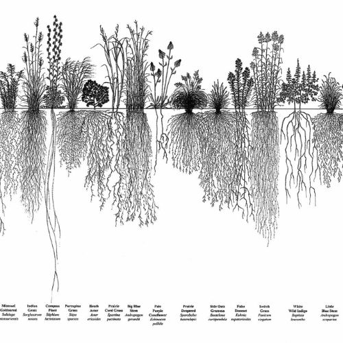 A diagram of different plant roots