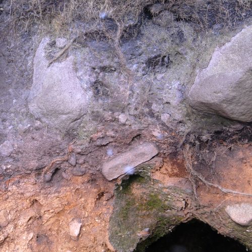 A cross-section of soil