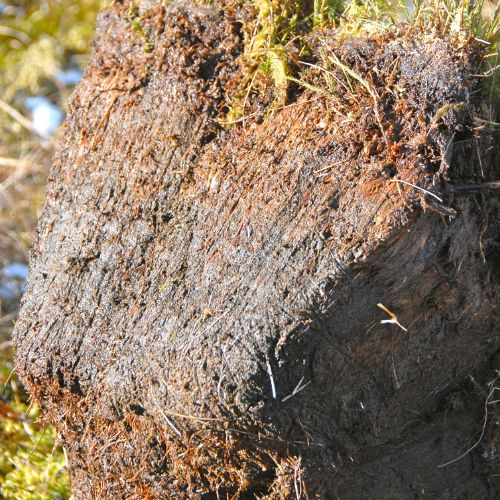 A cross-section of soil exposing the rhizosphere