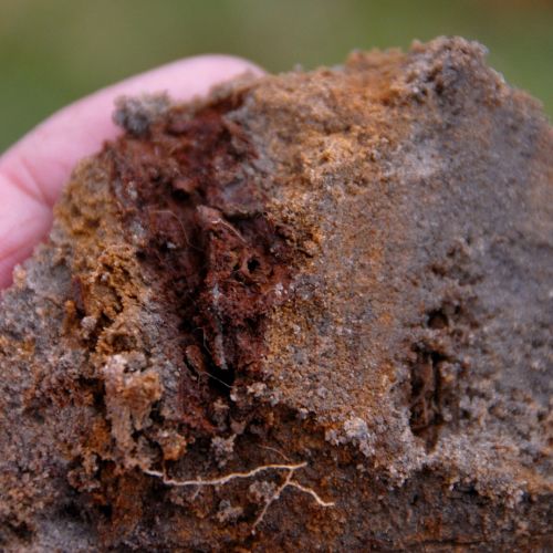A section of soil, with visible roots