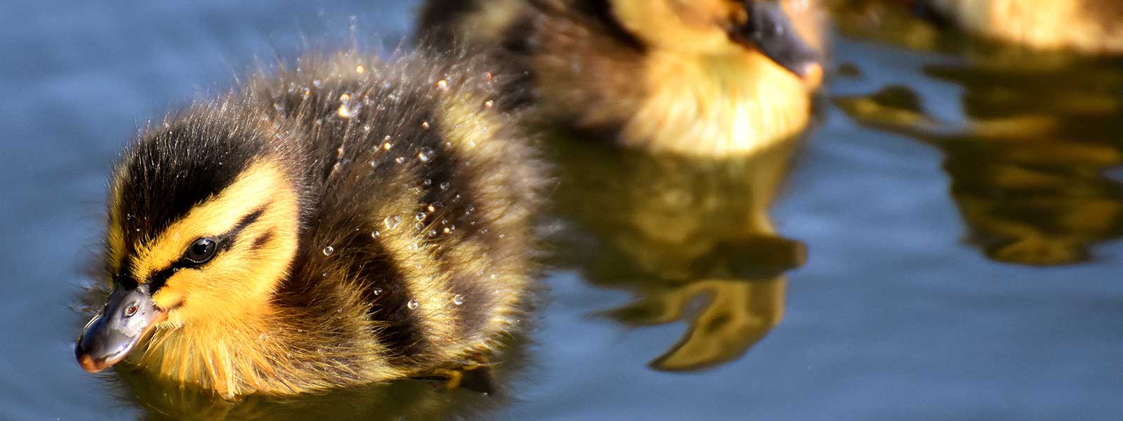 Duckling on water