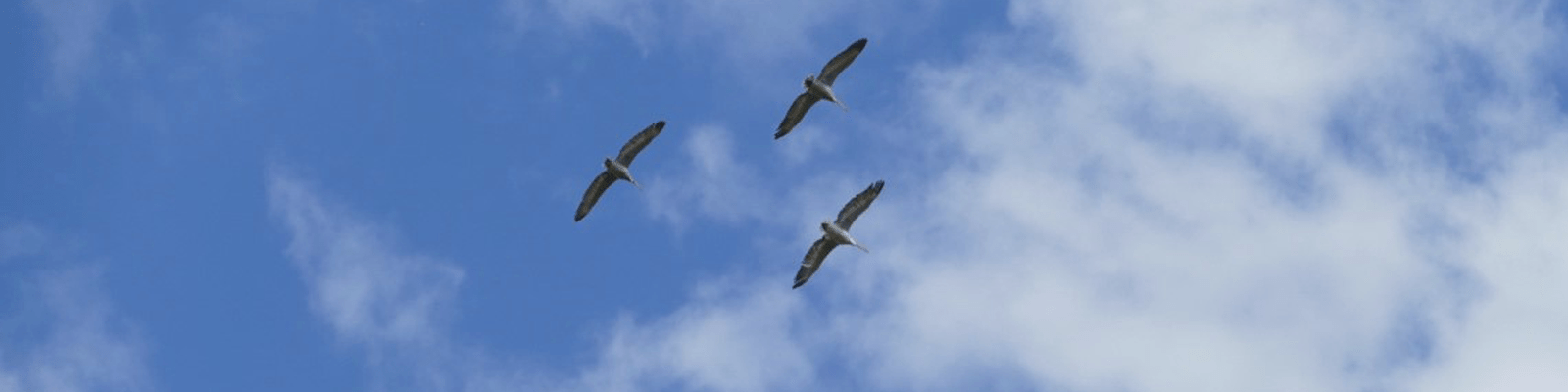 Pelicans ‘kettling’ – Prespa © Karen Lloyd