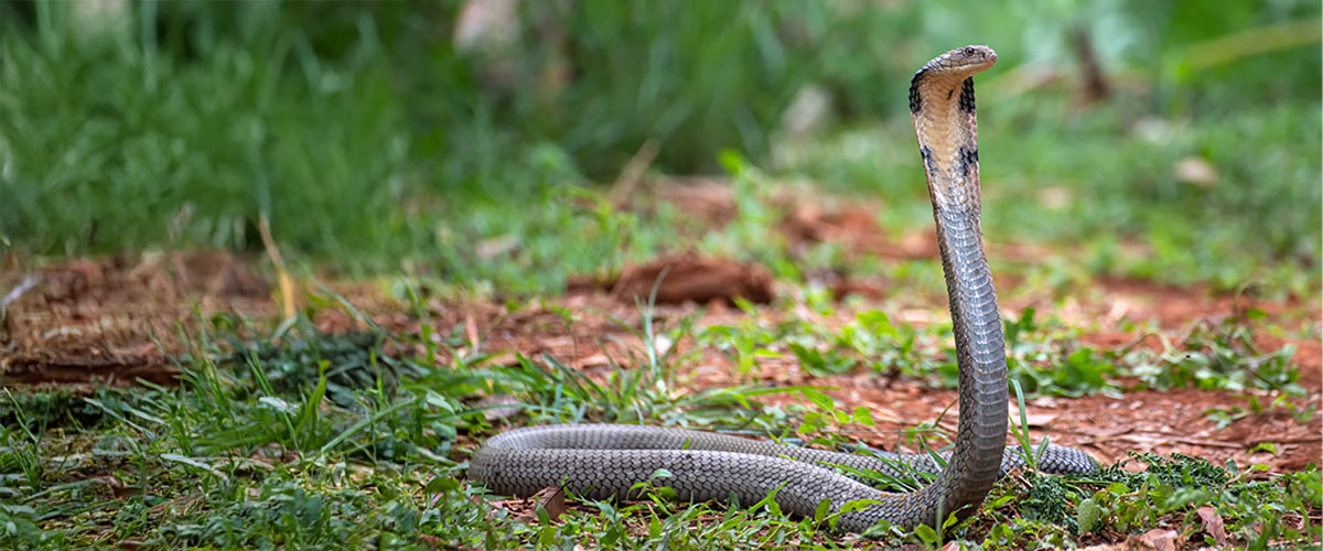 Cobra snake